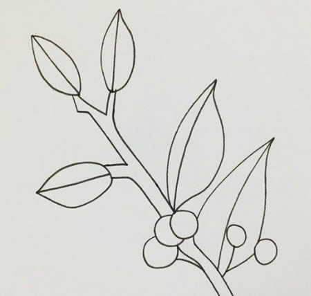 冬青樹(shù)簡(jiǎn)筆畫幼兒 彩色畫法