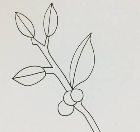 冬青樹(shù)簡(jiǎn)筆畫幼兒 彩色畫法