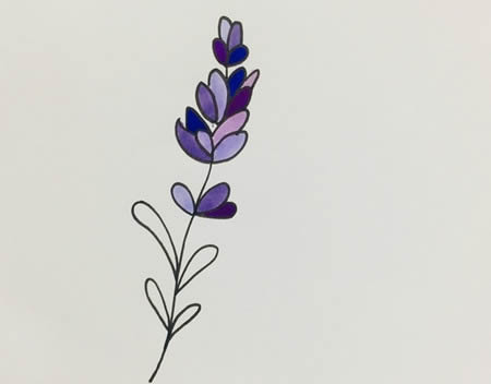 薰衣草簡(jiǎn)筆畫(huà)步驟圖解-薰衣草怎么畫(huà)簡(jiǎn)單又漂亮