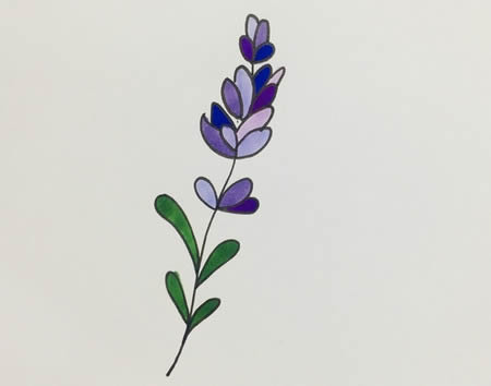 薰衣草簡(jiǎn)筆畫(huà)步驟圖解-薰衣草怎么畫(huà)簡(jiǎn)單又漂亮