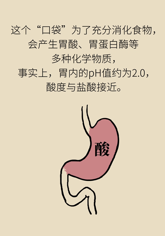 胃科普動(dòng)畫