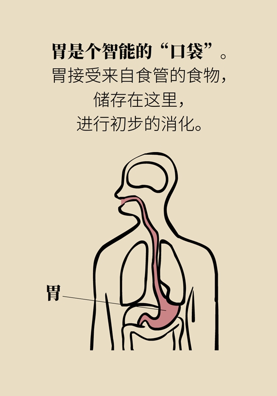 胃科普動(dòng)畫