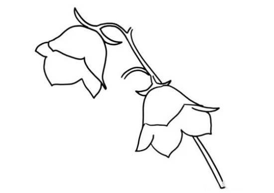 風(fēng)鈴草簡(jiǎn)筆畫(huà)_風(fēng)鈴草簡(jiǎn)筆畫(huà)怎么畫(huà)簡(jiǎn)單又漂亮