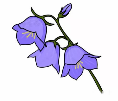 風(fēng)鈴草簡(jiǎn)筆畫(huà)_風(fēng)鈴草簡(jiǎn)筆畫(huà)怎么畫(huà)簡(jiǎn)單又漂亮