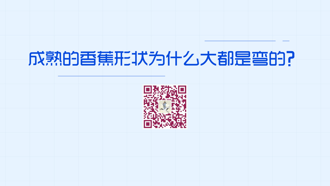 成熟的香蕉形狀為什么大都是彎的?1200.png 成熟的香蕉形狀為什么大都是彎的?1200.png