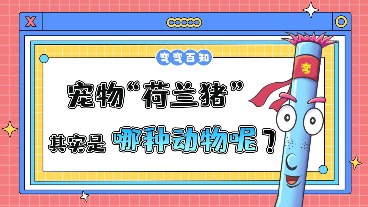 寵物“荷蘭豬”其實(shí)是哪種動(dòng)物呢？.jpg