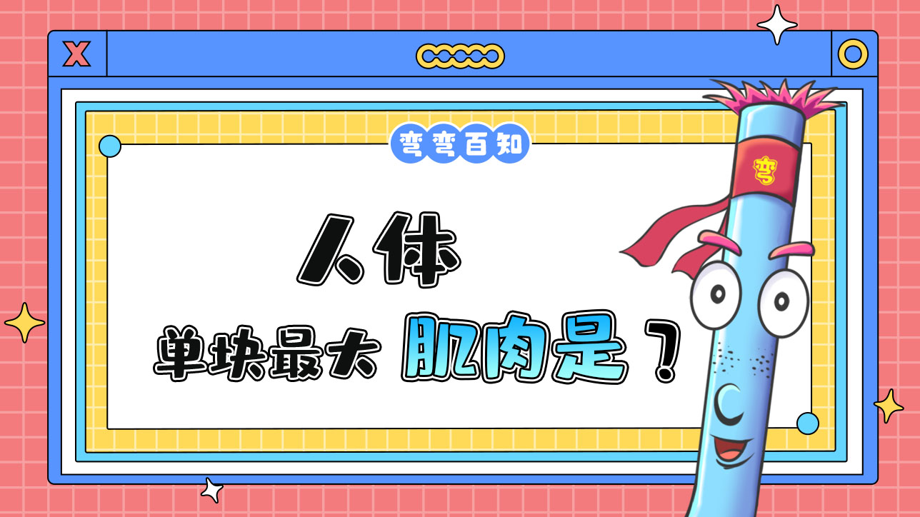 人體單塊最大的肌肉是？1288.jpg