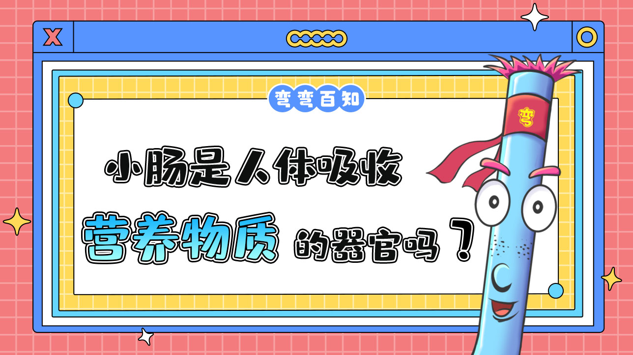 小腸是人體吸收營養(yǎng)物質的器官嗎？.jpg