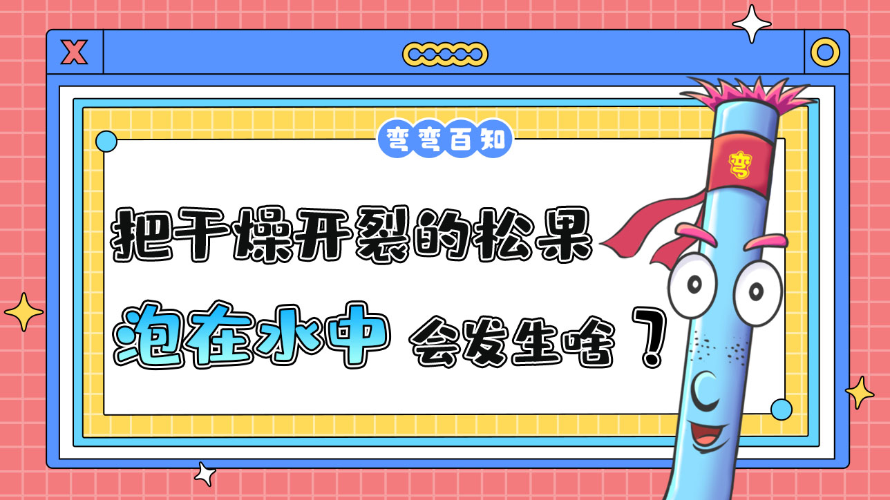 把干燥開(kāi)裂的松果泡在水中會(huì)發(fā)生什么呢？.jpg