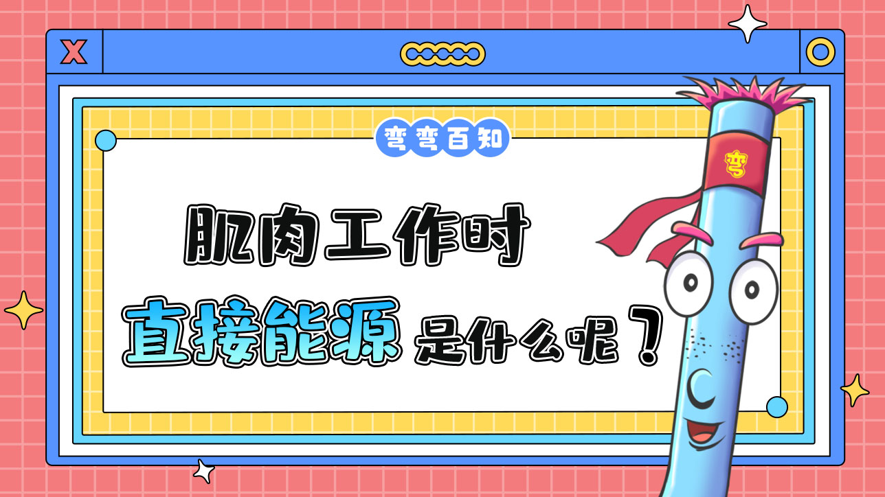 肌肉工作時(shí)的直接能源是什么呢？.jpg