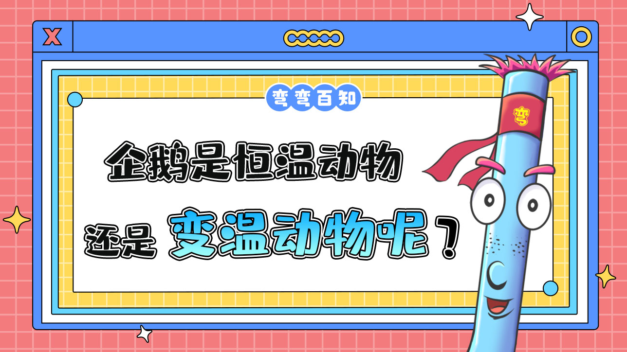 企鵝是恒溫動物還是變溫動物？.jpg