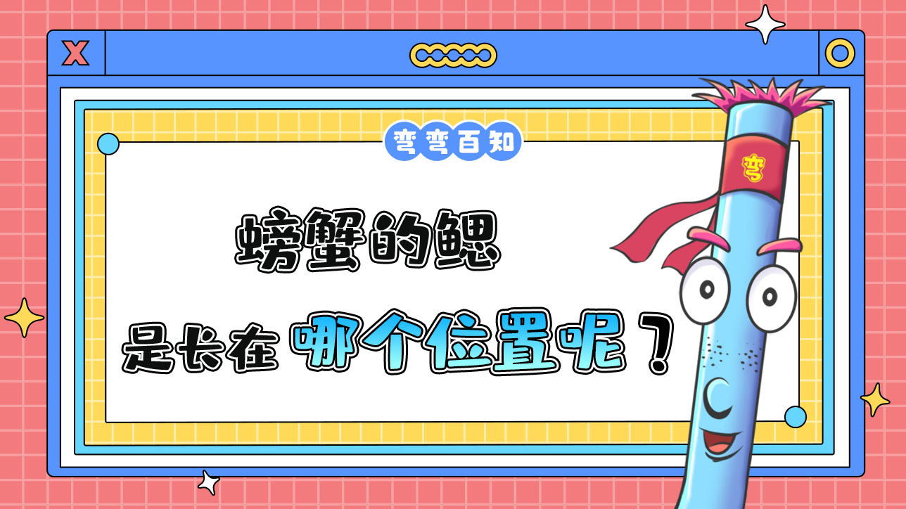 螃蟹的鰓長在哪里呢？.jpg
