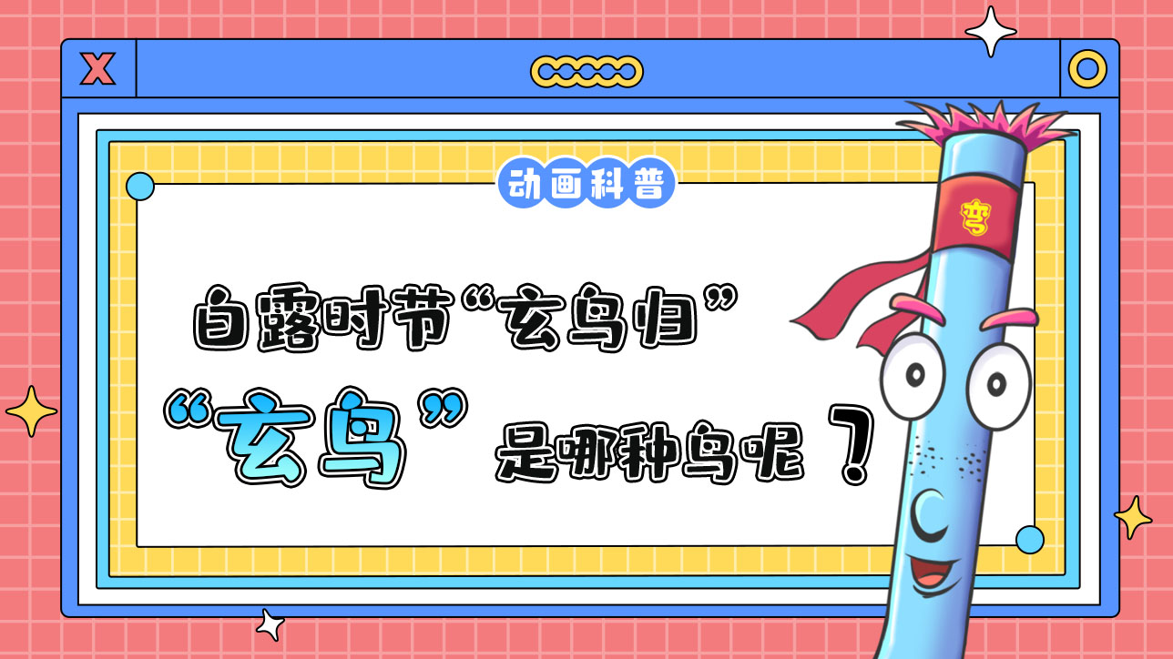 白露時節(jié)“玄鳥歸”，“玄鳥”是哪種鳥呢？.jpg