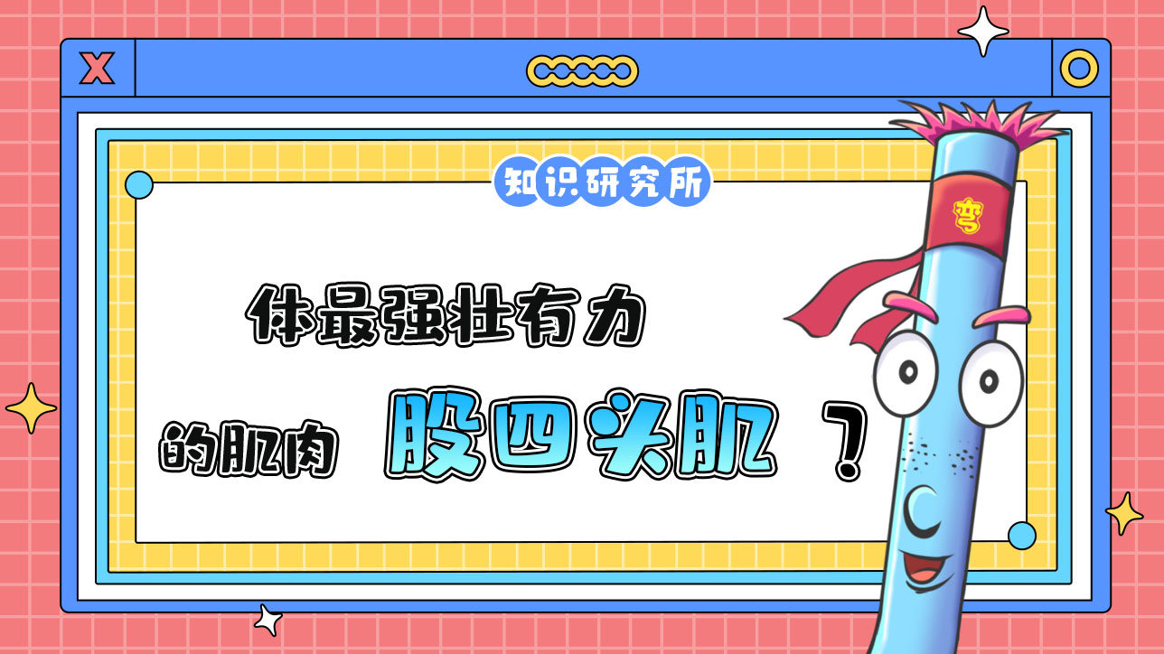 人體最強壯有力的肌肉是誰呢？.jpg