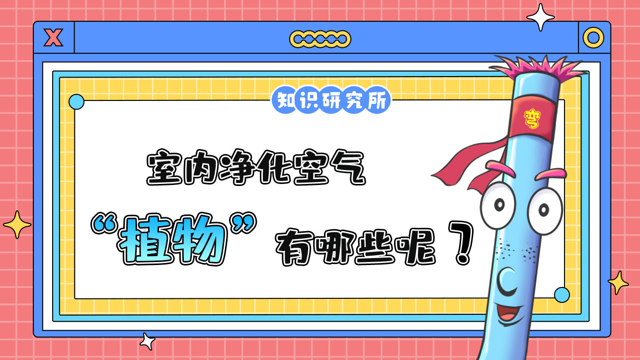 室內(nèi)凈化空氣的植物有哪些？.jpg
